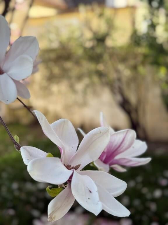 Besonders charmantes Häuschen mit Garten zur Miete