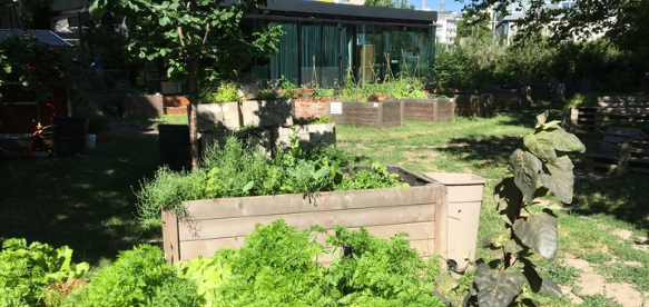 Urban Gardening und Gemeinschaftsgarten in Wien